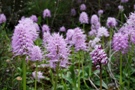 Orchis italica